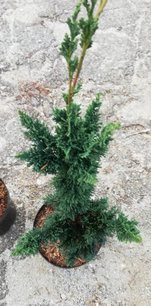 Cypruštek lawsonov Saguaro, Chamaecyparis lawsoniana , 30 – 40 cm, kontajner 3l