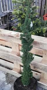 Cypruštek lawsonov Saguaro, Chamaecyparis lawsoniana , +250 cm, kontajner 10l