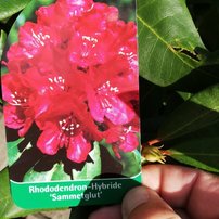 Rododendron Sammetglut, Rhododendron 30 - 40 cm, kont. 5l