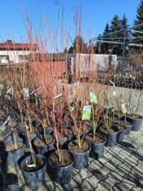 Javor dlaňolistý Sangokaku, Acer palmatum  +150 cm, kont. 30l