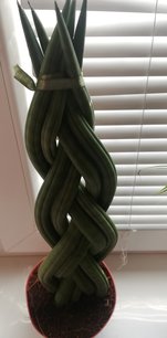 Svokrin jazyk, Sansevieria Cylindrica, kont.3l 55 cm