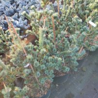 Borovica drobnokvetá Saphir, Pinus parviflora, kontajner C10 ,30-60 cm