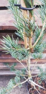 Borovica drobnokvetá Saphir, Pinus parviflora, kontajner C10 ,30-80 cm