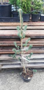 Borovica drobnokvetá Saphir, Pinus parviflora, kontajner C10 ,30-80 cm