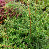 Hlohyňa šarlatová Saphyr Jaune, Pyracantha coccinea, + 35 cm, kontajner 2l