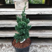 Cypruštek lawsonov Saguaro, Chamaecyparis lawsoniana , 30 – 40 cm, kontajner 3l