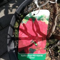 Azalka Satan, Azalea 40 - 60 cm, kont. 5l