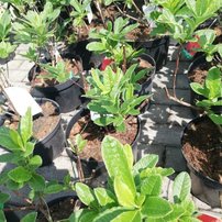 Azalka Satan, Azalea 40 - 60 cm, kont. 5l