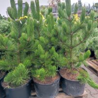 Borovica pancierová Satelite, Pinus heldreichii var. leucodermis, 140 - 170 cm, kont. 35l