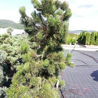 Borovica pancierová Satelite, Pinus heldreichii var. leucodermis, 140 - 170 cm, kont. 35l