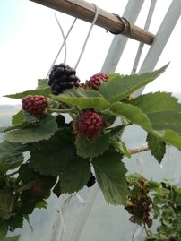 Černica Black Satin, Rubus fruticosus 30 - 40 cm kont. 1,5 I