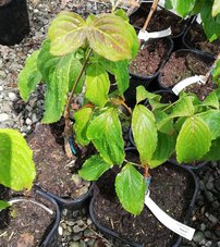 Drieň japonský Satomi , Cornus cousa, kontajner 2l