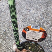 Sauromatum venosum - užovník, kont. +40 cm