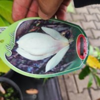 Magnolia Sayonara, Magnolia, + 150 cm, kont. 5l