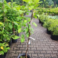 Magnolia Sayonara, Magnolia, + 150 cm, kont. 5l