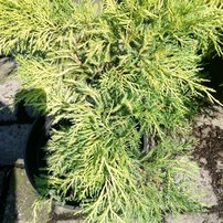 Borievka prostredná Saybrook Gold Juniperus × pfitzeriana, , 30 – 40 cm, kontajner 3l