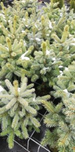 Smrek pichľavý SBS ( super modrá sadenica), Picea pungens 15 - 30 cm, kont. 2l