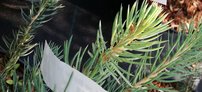 Smrek pichľavý SBS ( super modrá sadenica), Picea pungens 15 - 30 cm, kont. 2l