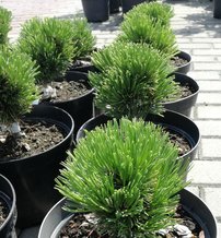 Borovica pancierová Schmidtii, Pinus leucodermis – heldreichii, 10 - 20 cm, kont. 3l