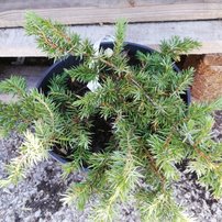 Borievka pobrežná Schlager , Juniperus conferta 15 - 20 cm, kont. 3l