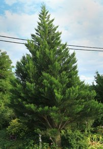 Sekvojovec mamutí Greenpeace, Sequoiadendron giganteum, 50 - 100 cm, kontajner 10l