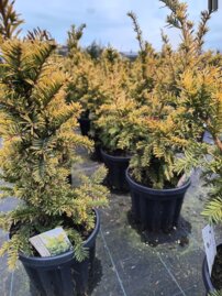 Tis obyčajný Semperaurea, Taxus baccata 40 - 70 cm, kont. 7l