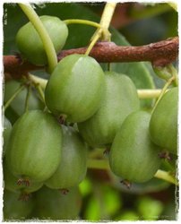 Kiwi Sentyabraskaya + 200 cm, Actinidia kolomikta, kontajner P10