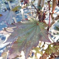 Javor mliečny Crimson Sentry, Acer platanoides 100 - 160 cm, kont. 10l