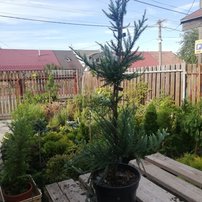 Sekvoja vždyzelená  Adpressa, Sequoia sempervirens, 40 – 50 cm, kont. 3l