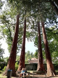 Sekvojovec mamutí, Sequoiadendron giganteum , 20 - 50 cm, kontajner 5l