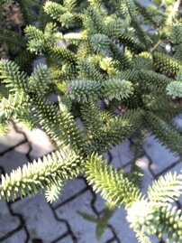 Jedľa španielská Serenade, Abies pinsapo 70 - 100 cm, kont. 15l