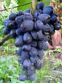 Vinič hroznorodý Sfinga, Vitis vinifera, kontajnerovaná sadenica 1 l