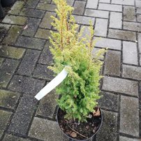 Borievka obyčajná Gold Cone, Juniperus communis 20 - 25 cm, kont. 3l