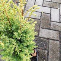 Borievka obyčajná Gold Cone, Juniperus communis 20 - 25 cm, kont. 3l