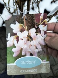 Judášovec čínsky Shirobana, Cercis chinensis, 140 – 190 cm, kont. 10l