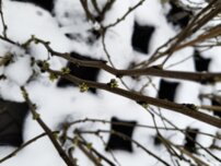 Judášovec čínsky Shirobana, Cercis chinensis, 140 – 190 cm, kont. 10l