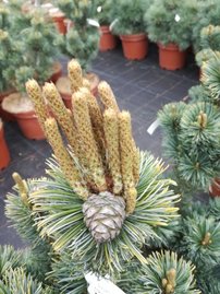 Borovica drobnokvetá Shizukagoten, Pinus parviflora, kontajner C3 ,30-40 cm