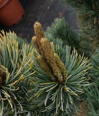 Borovica drobnokvetá Shizukagoten, Pinus parviflora, kontajner C3 ,30-40 cm