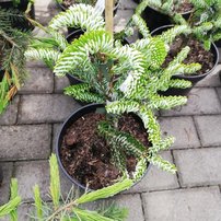 Jedľa kórejská Silberlocke, Abies koreana 30 - 40 cm, kont. 3l