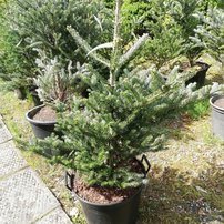 Jedľa kórejská Silberlocke, Abies koreana +100 cm, kont. 15l