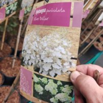 Hortenzia metlinatá Silver Dolar, Hydrangea paniculata, kmeň 150 – 160 cm, kontajner  15l