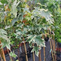 Ambrovník styraxový Silver King, Liquidambar styraciflua,  100 - 170 cm, kontajner 5l