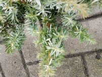 Borievka pobrežná Silver Mist, Juniperus conferta 15 - 20 cm, kont. 3l