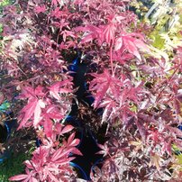 Javor dlaňolistý Skeeter's Broom, Acer palmatum,  kontajner C3,  40-60 cm