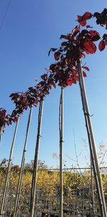 Slivka čerešňoplodná Nigra, Prunus cerasifera, kontajner C 15, kmeň výška + 250 cm