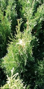 Tuja západná Smaragd Variegata, Thuja occidentalis 40 - 60 cm, kont. 3l