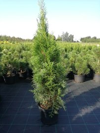 Tuja západná Smaragd, Thuja occidentalis 100 cm, kont. 5l