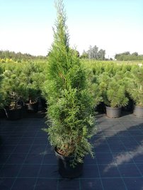 Tuja západná Smaragd, Thuja occidentalis 100 cm, kont. 10l