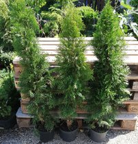 Tuja západná Smaragd, Thuja occidentalis 40 - 60 cm, kont. 3l