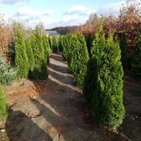 Tuja západná Smaragd, Thuja occidentalis 170 - 190 cm, jutový bal